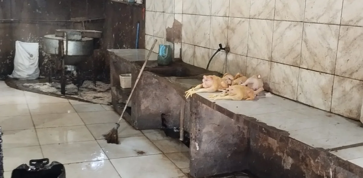 Abatedouro clandestino em Barras