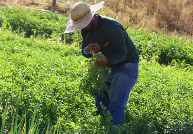 Agricultura como instrumento no combate à fome