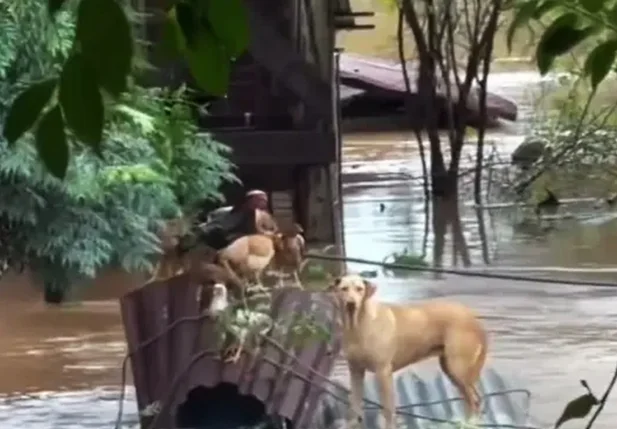 Animais em meio a enchente no Rio Grande do Sul