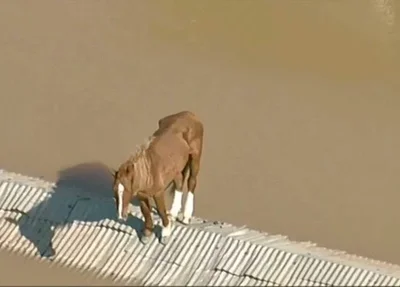 Cavalo está ilhado em telhado de casa em Canos, no Rio Grande do Sul