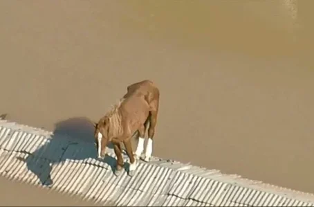 Cavalo está ilhado em telhado de casa em Canos, no Rio Grande do Sul