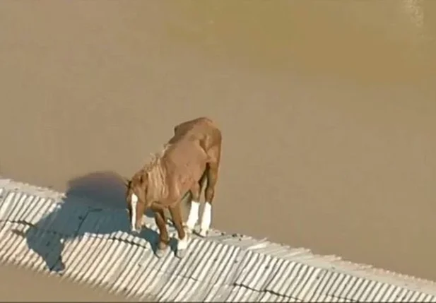 Cavalo está ilhado em telhado de casa em Canos, no Rio Grande do Sul