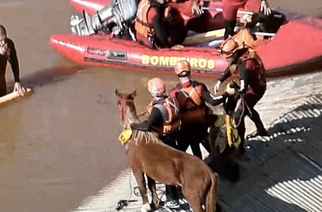 Cavalo que estava ilhado em telhado de casa é resgatado