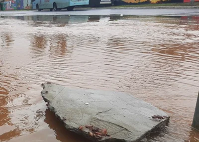 Infestação de baratas no Rio Grande do Sul