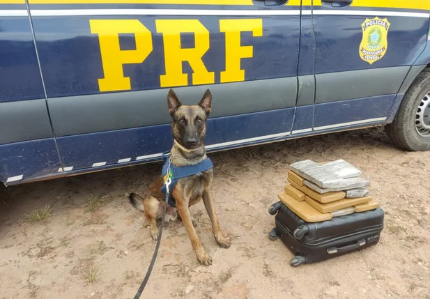 Mulher é presa com 11 kg de maconha dentro de ônibus em Timon