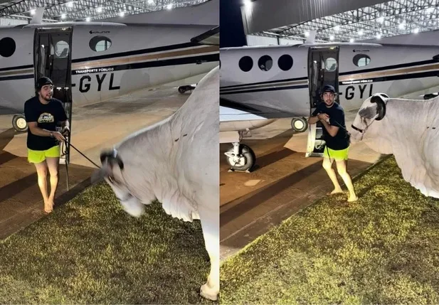 Nattanzinho tentando levar vaca de Henrique e Juliano