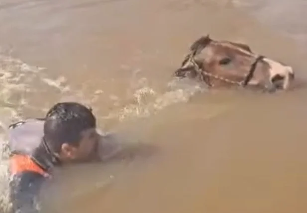 Vídeo mostra cavalo submerso tentando se salvar no Rio Grande do Sul