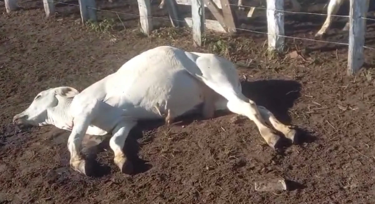 Animal morto em vaquejada
