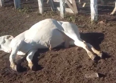 Animal morto em vaquejada