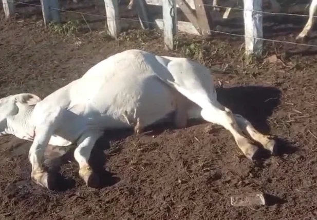 Animal morto em vaquejada