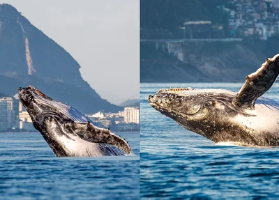 Baleia-jubarte é fotografada por Humberto Baddini no mar do Rio de Janeiro com o Pão de Açúcar ao fundo