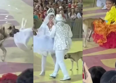 Cachorro durante apresentação de quadrilha em Teresina