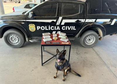 Cadela Catrina ajudou nas buscas da droga