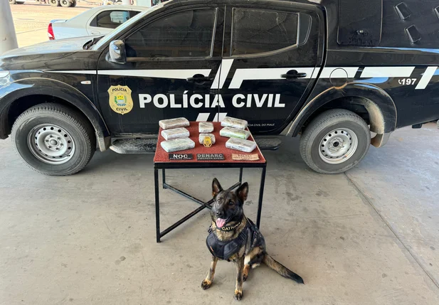 Cadela Catrina ajudou nas buscas da droga
