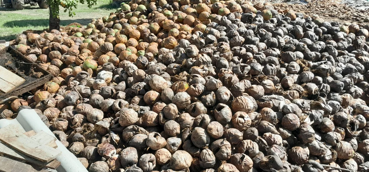 Material usado para composto orgânico