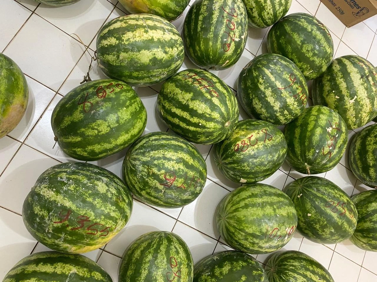Melancias oriundas da agricultura familiar