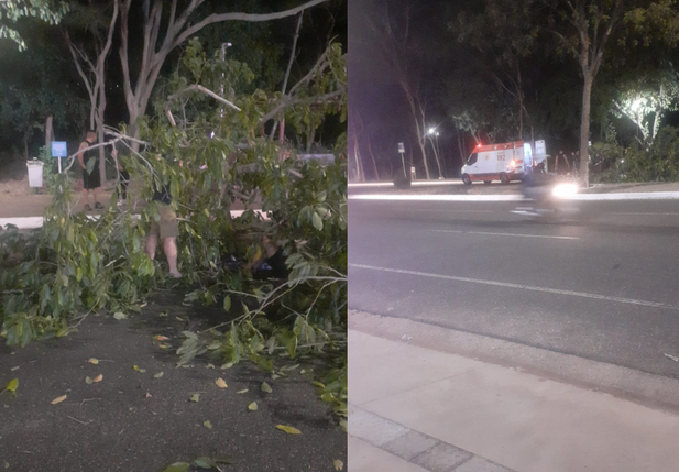 Árvore caiu na Avenida Raul Lopes