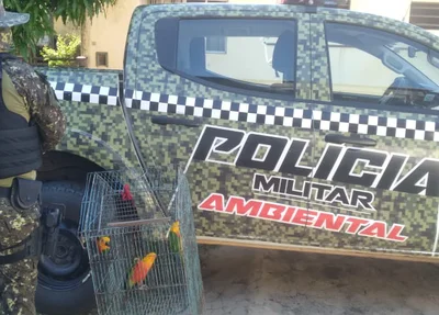 Aves são apreendidas em Parnaíba