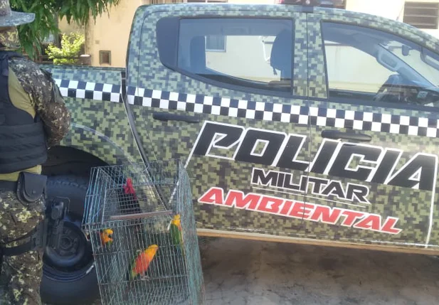 Aves são apreendidas em Parnaíba