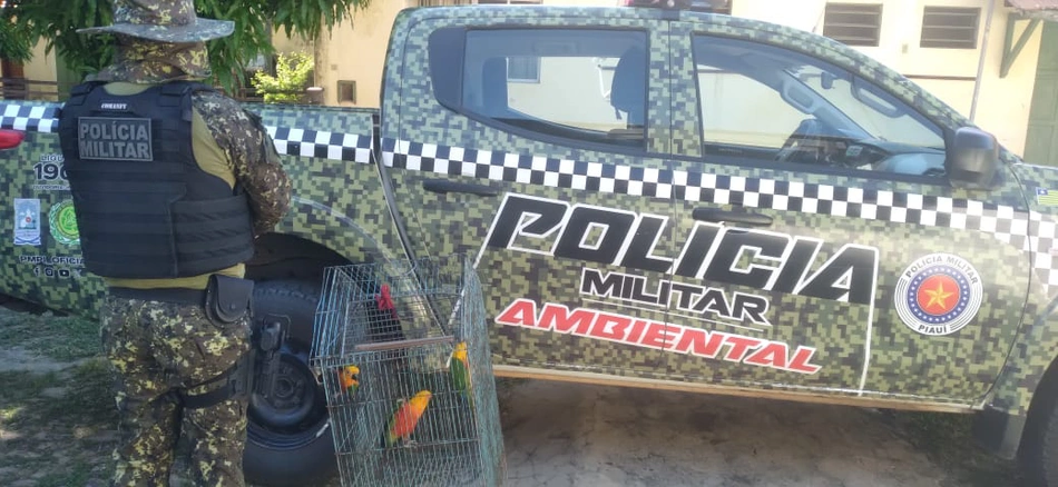 Aves são apreendidas em Parnaíba