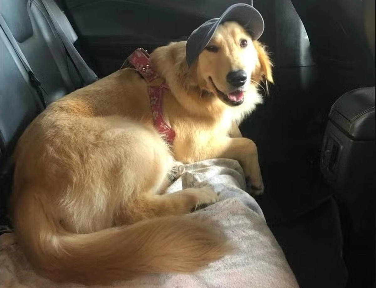 Cadela Gladys