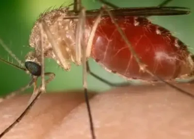 Mosquito-pólvora