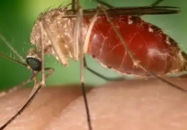 Mosquito-pólvora