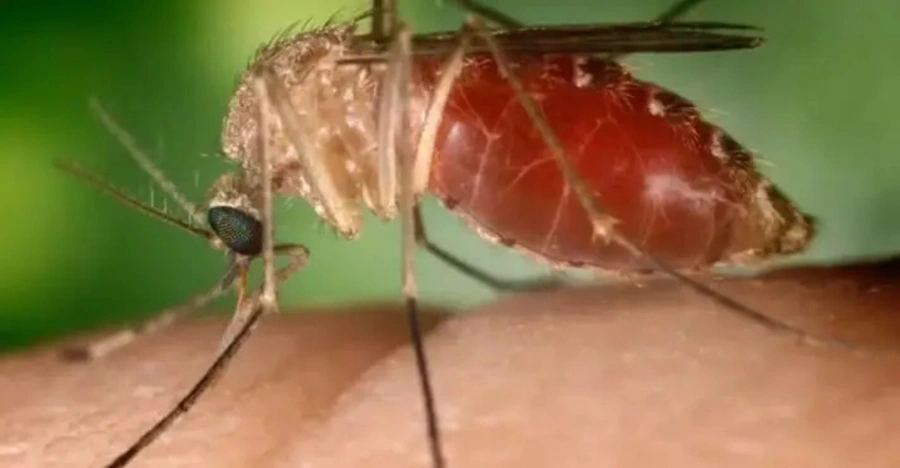Mosquito-pólvora