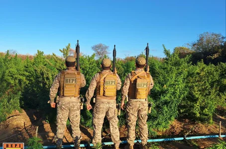 Plantação de maconha em Nazaré do Piauí