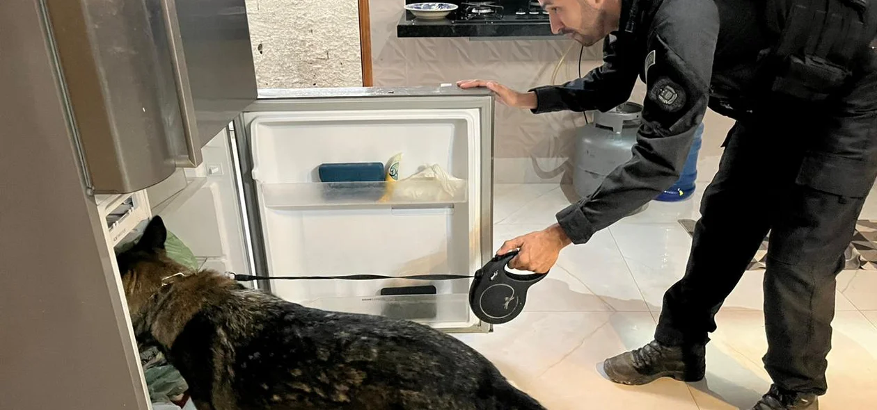 Busca por drogas com cão farejador