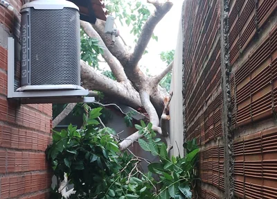 A árvore caiu sobre a casa no bairro Bom Princípio, no conjunto Deus Quer
