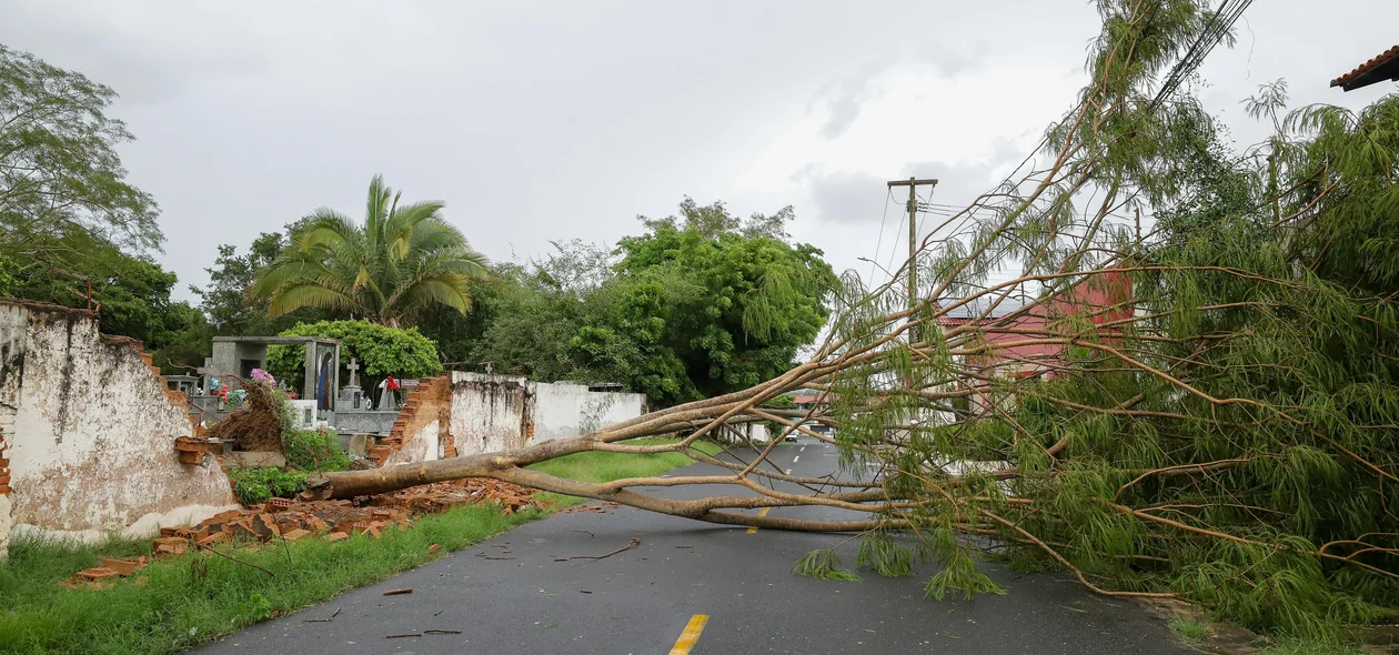 Árvore caída em Teresina
