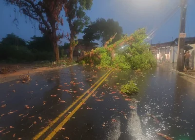 Árvore caída na Avenida João Isidoro França