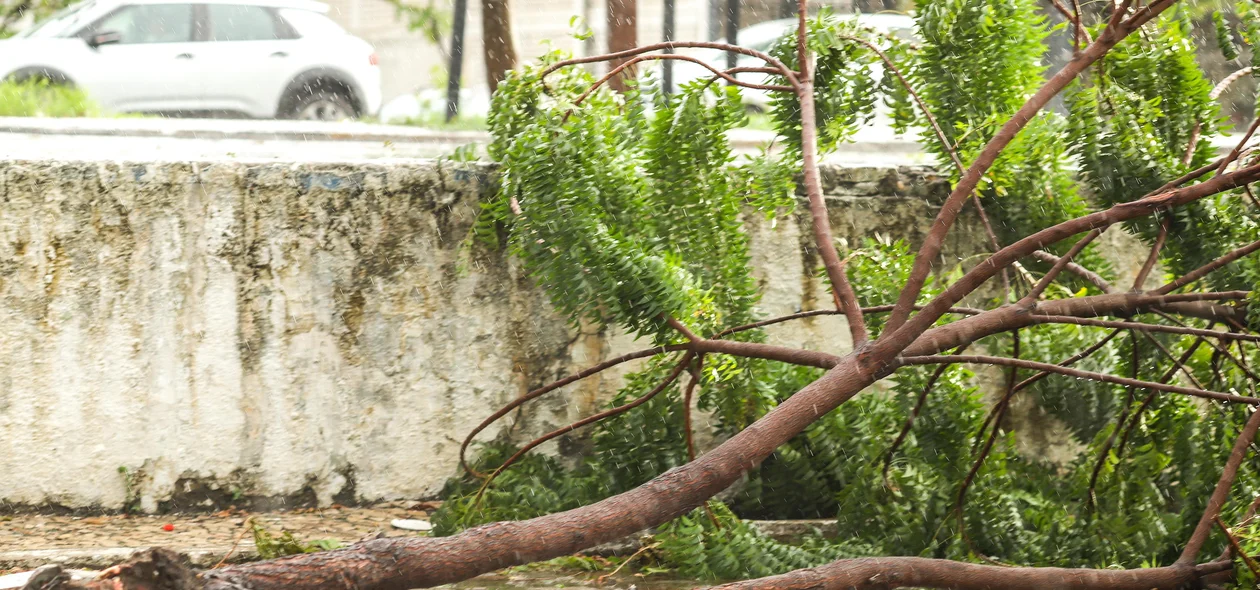 Árvore caída na Avenida João XXIII