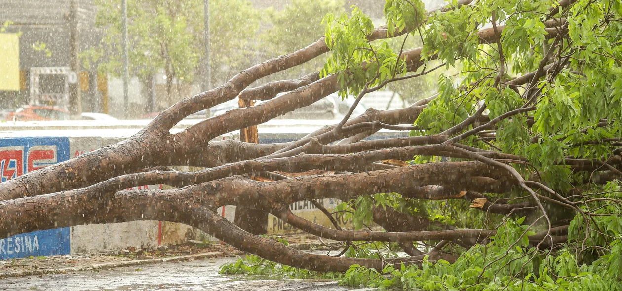 Árvore caída na Avenida João XXIII em Teresina