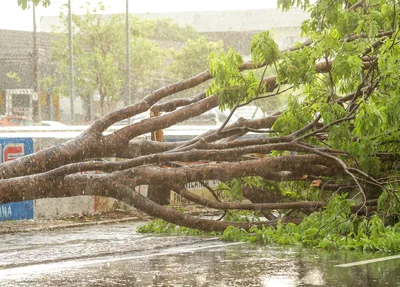 Árvore caída na Avenida João XXIII em Teresina