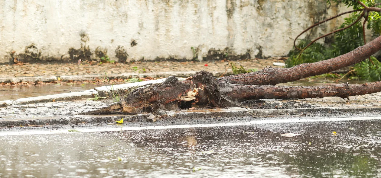 Árvores caem durante forte chuva em Teresina