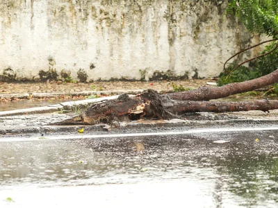 Árvores caem durante forte chuva em Teresina