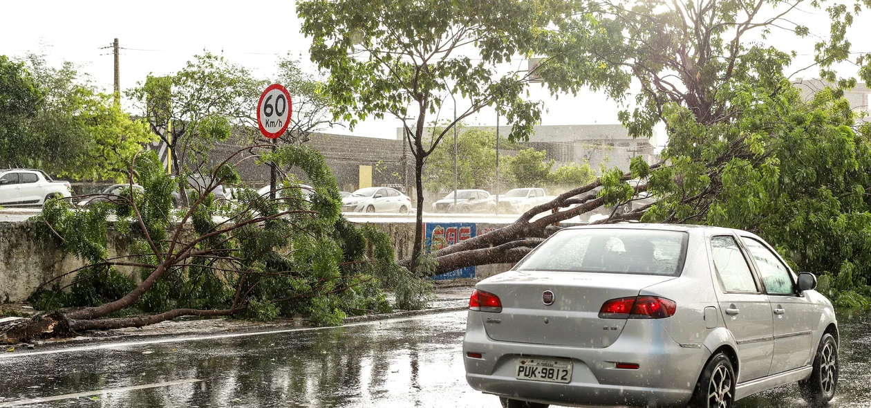 Avenida João XXIII ficou parcialmente bloqueada após queda de árvore