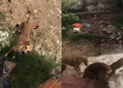 Cães são flagrados abandonados na zona norte de Teresina
