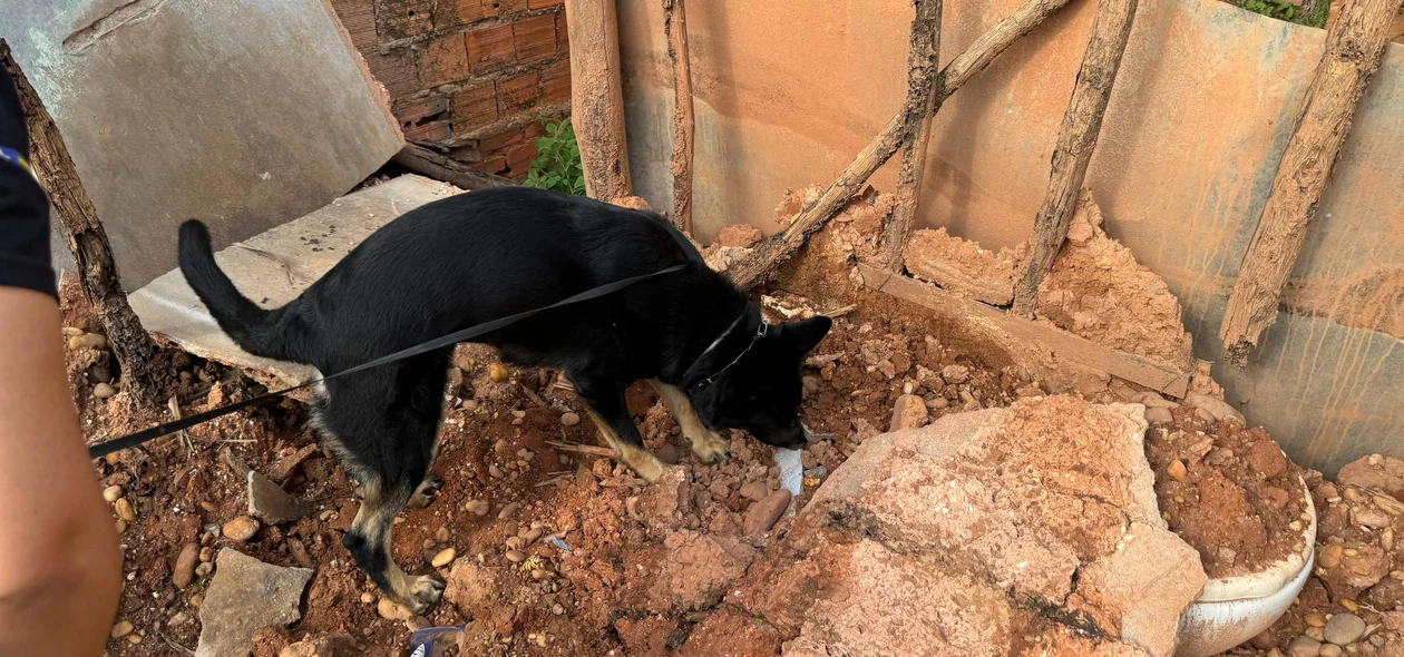 Cão farejador no local