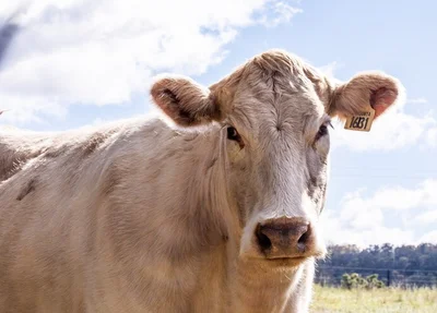 Homem tenta estuprar vaca mas leva coice e morre no Distrito Federal