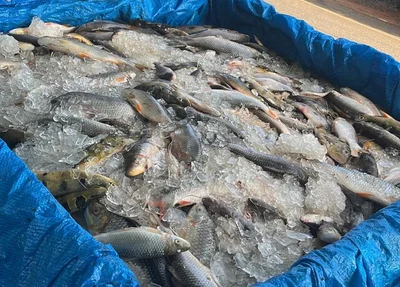 Meia tonelada de peixes apreendida