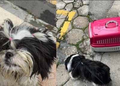 Mulher é presa por maus-tratos a cachorro em Balneário Camboriú