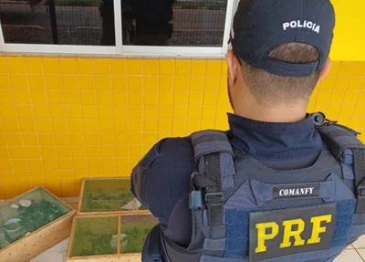 Pássaros apreendidos pela PRF em Picos