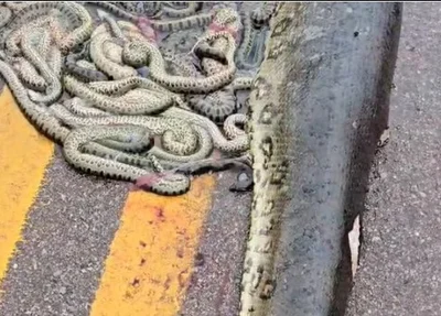sucuri grávida é atropelada e ejeta 40 filhotes em rodovia no MT
