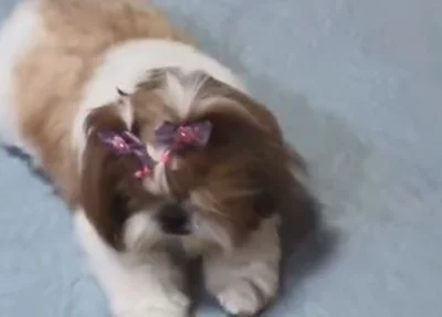 Um dos cachorros resgatados pelo Corpo de Bombeiros