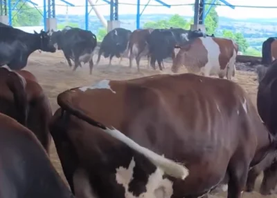 Vacas pulando no estábulo
