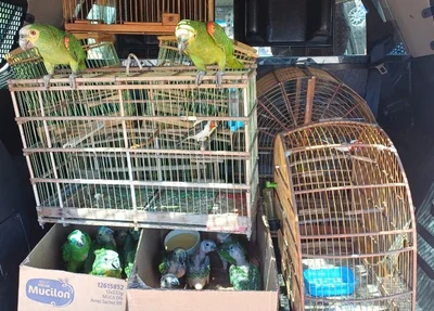 Aves silvestres apreendidas em Dom Expedito Lopes