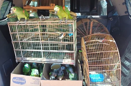 Aves silvestres apreendidas em Dom Expedito Lopes